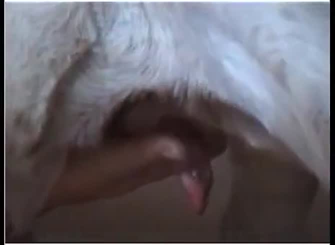 Video :Dog dick got masturbated by a horny slut